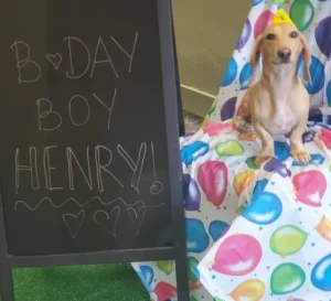 A dog sitting near a board written birthday boy Henry