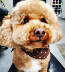 A close up of a dog wearing a collar