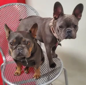 Two dogs sitting on a chair in front of a wall.