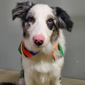 A dog with a collar around its neck.