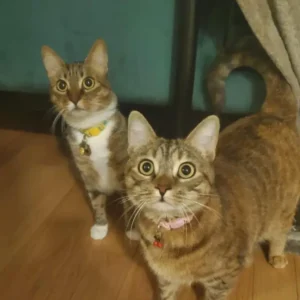 Two cats standing on a hard wood floor