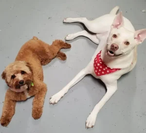 Two dogs laying on the floor next to each other.