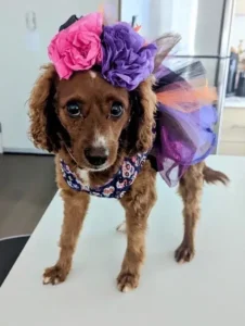 A brown dog wearing a purple and pink dress.