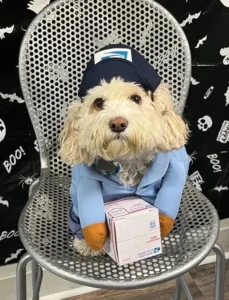 A dog sitting on top of a chair holding a box.