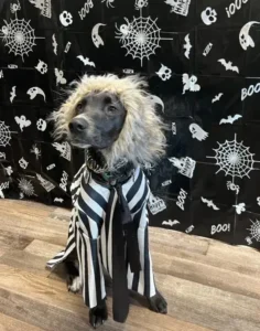 A dog in costume sitting on the floor