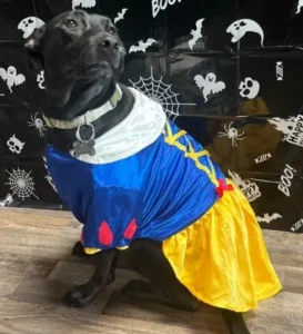 A dog dressed as snow white in front of a wall.