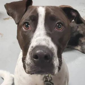 A close up of a dog 's face with its eyes open