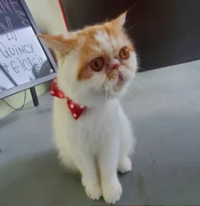 A cat with an orange and white fur sitting on the floor.